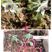 セツブンソウ,ニゲラ,ネモフィラ,こぼれ種,ステキ☆の画像