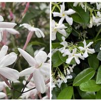 ハゴロモジャスミン,ジャスミン,ジャスミン・ホワイトプリンセス,ミオソティス ミオマルク,スタージャスミン（トウテイカカズラ）の画像