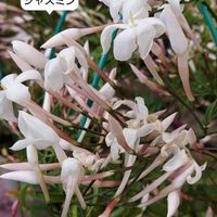 ジャスミン,花のある暮らし,小庭,今日のお花,植物大好きの画像