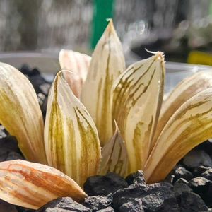 ハオルチア 青蛇伝,ハオルチア属,多肉ちゃん,ボタニカルライフ,新芽の画像