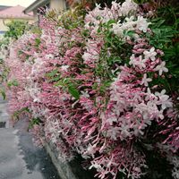 ハゴロモジャスミン,ジャスミン,可愛い,花が好き,通勤途中の画像