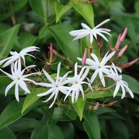 ジャスミン,エンジェルウィングジャスミン,花のある暮らし,沖縄,今日のお花の画像