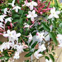 ハゴロモジャスミン,マツリカ,ジャスミン,白い花,癒しの画像