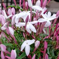 ジャスミン,かわいい,いい香り,可愛い,白い花の画像