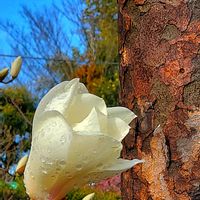 スノーフレーク,ツバキ,ボケ,モクレン,ジャスミンの画像