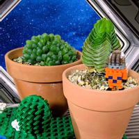 キムナッキー,ハオルチア オブツーサ,ナノブロック,いつもありがとう♡,毎月5日はLEGOと植物と。の画像