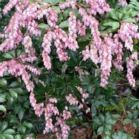 馬酔木(アセビ）,河津桜(カワヅザクラ),河津桜(カワヅザクラ),アセビ（馬酔木）,芝　　桜の画像
