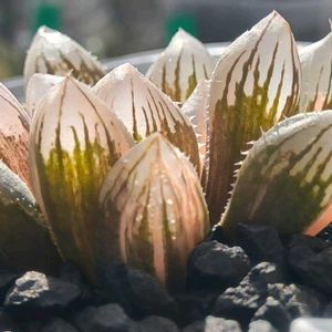 赤い鳥,ハオルチア属,多肉ちゃん,ボタニカルライフ,新芽の画像