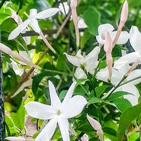 マツリカ,マツリカ,ジャスミン,羽衣ジャスミン,ハゴロモ・ジャスミンの画像