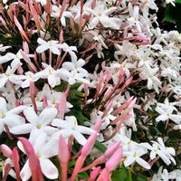 ハゴロモジャスミン,ジャスミン,今日のお花,白い貴婦人✨の画像