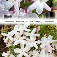 ハゴロモジャスミン,ジャスミン,カロライナ ジャスミン,平和を願う,頑張ろう日本❣️の画像