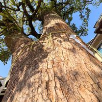 クスノキ,❥植物❥空模様❥コラボ❥,木曜日は木,秘密の花園♡,はんなり倶楽部の画像