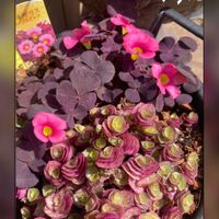 オキザリス,可愛い,美しいの画像