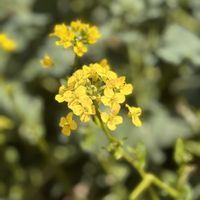 小さな庭で楽しく癒されてます,家庭菜園,庭の画像