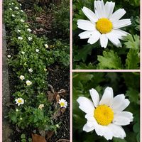 ノースポール,お出かけ先の画像