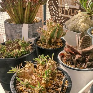 峨眉山,多肉植物,多肉男子,屋上ガーデニング,階段/廊下の画像