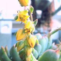 花うらら,エケベリア属,植物男子ベランダー,花うらら♡,エケベリア好きの画像