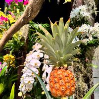 パイナップル,キュンキュン乙女倶楽部,HTC,【こまち多肉部】,平和を願う☆の画像