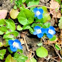 オオイヌノフグリ,オオイヌノフグリ,ヴェロニカ,花散歩,春のお花の画像