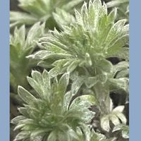 アサギリソウ,アルビパルマ,可愛い多肉ちゃん❤︎,花のある暮らし,新しい仲間の画像