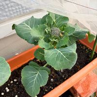 茎ブロッコリー,プランター,プランター栽培,家庭菜園初心者,おうち園芸の画像
