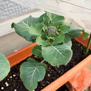 茎ブロッコリー,プランター,プランター栽培,家庭菜園初心者,おうち園芸の画像