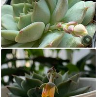 エケベリア,ティッピー,多肉植物,開花,可愛いの画像