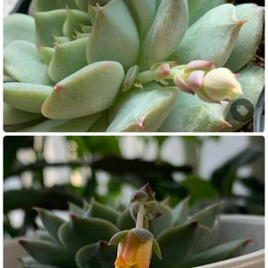 エケベリア,ティッピー,多肉植物,開花,可愛いの画像