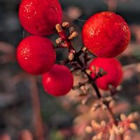 ナンテンの画像