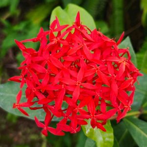 植物園,温室,東京,花のある暮らし,熱帯植物の画像