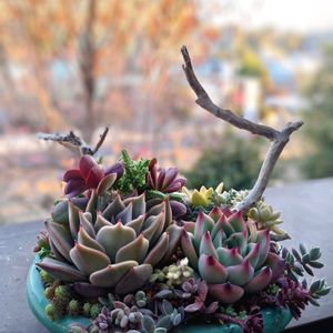 マッコス,ビューティーリリー,多肉植物,育てやすい多肉植物,多肉植物寄せ植えの画像