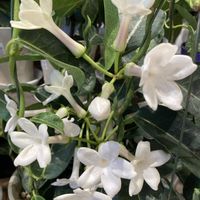 マダガスカルジャスミン,(別名アフリカシタキヅル),白い花,キョウチクトウ科,綺麗✨の画像