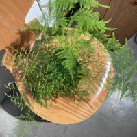 アスパラガス・プルモーサス・ナナス,アスパラガス,観葉植物,キキ　アスパラガスの画像