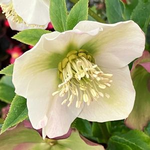 白が好き,#ガーデニング,エクステリアの画像