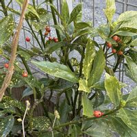 アオキ,アオキの赤い実,アオキの実の画像