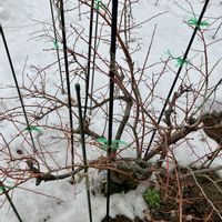 ブルーベリー,ブルーベリー,果樹,庭の画像