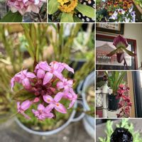 ジンチョウゲ,ジンチョウゲ,シンビジウム,ビオラ,ビオラの画像