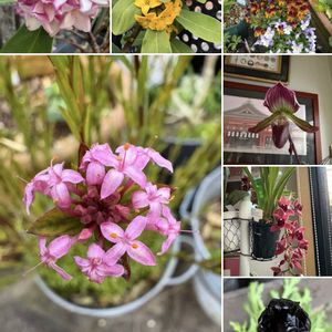 ジンチョウゲ,ジンチョウゲ,シンビジウム,ビオラ,ビオラの画像