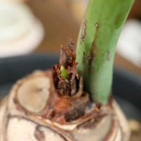 セローム,観葉植物チームの画像