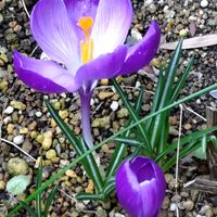 クロッカス,コブシ,エクメア.,クロッカス　紫,愛しの紫の画像