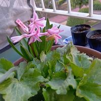 家庭菜園,ベランダの画像