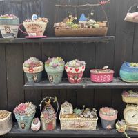 セダム,多肉植物,多肉寄せ植え,エケベリア属,多肉棚の画像