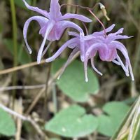 イカリソウ,山野草,高尾山で出会えた花の画像