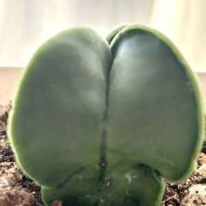 ランポー玉,アストロフィツム・ランポー玉,多肉植物,ダイソー産,アストロフィツム属の画像