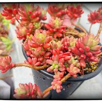 オーロラ,火祭り錦の画像