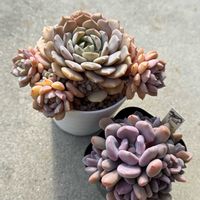 クララ,ミルキーウェイ,トップシーデビー,多肉植物いろいろ,森村万年草の画像