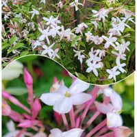 ハゴロモジャスミン,ミモザ,寒緋桜,マツリカ ジャスミン,サンゴジュの画像