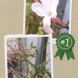 ハゴロモジャスミン,エケベリア,メラコ,斑入りハゴロモジャスミン,斑入りハゴロモジャスミンの画像