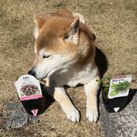 クレソン,植物のある暮らし,プランター栽培,PW,植物のある暮らし応援キャンペーンの画像