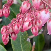 馬酔木(アセビ）,備忘録,咲き始め,ピンク❤︎ピンク,【額縁シリーズ】の画像